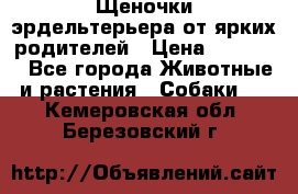 Щеночки эрдельтерьера от ярких родителей › Цена ­ 25 000 - Все города Животные и растения » Собаки   . Кемеровская обл.,Березовский г.